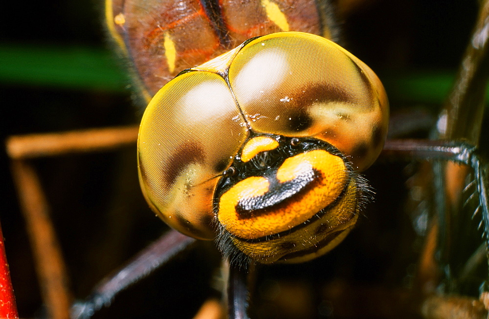 A close up of a female dragon fly laying eggs, United Kingdom, Europe