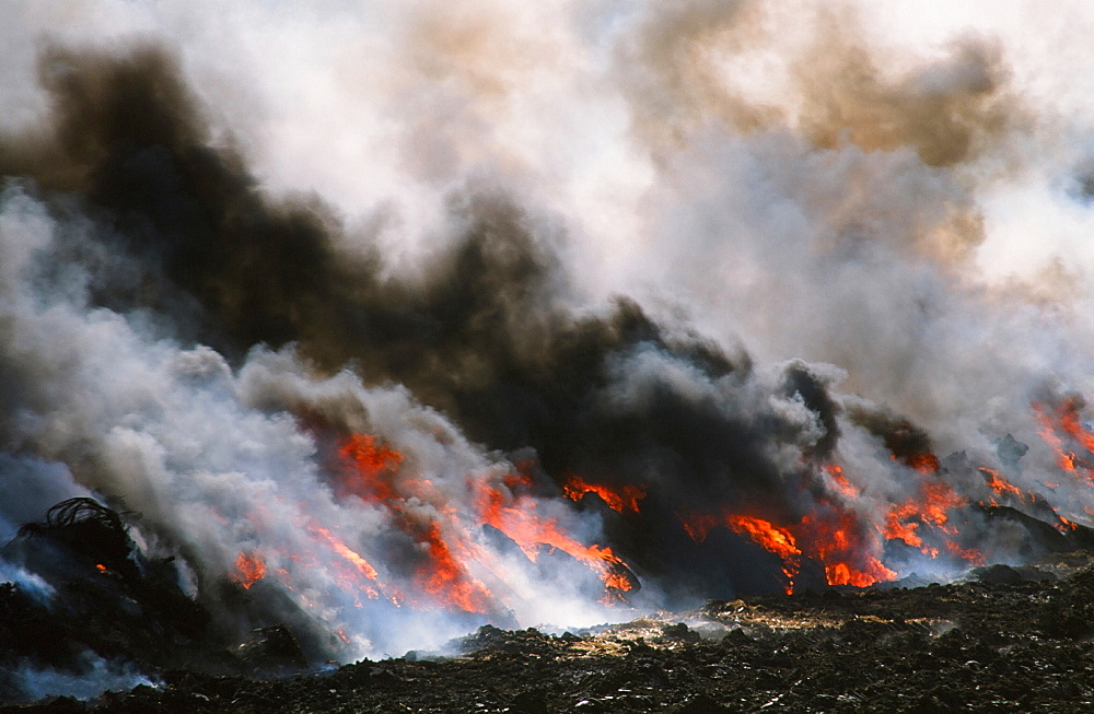 Cattle infected with foot and mouth disease culled and burning on a funeral pyre in North Cumbria, England, United Kingdom, Europe