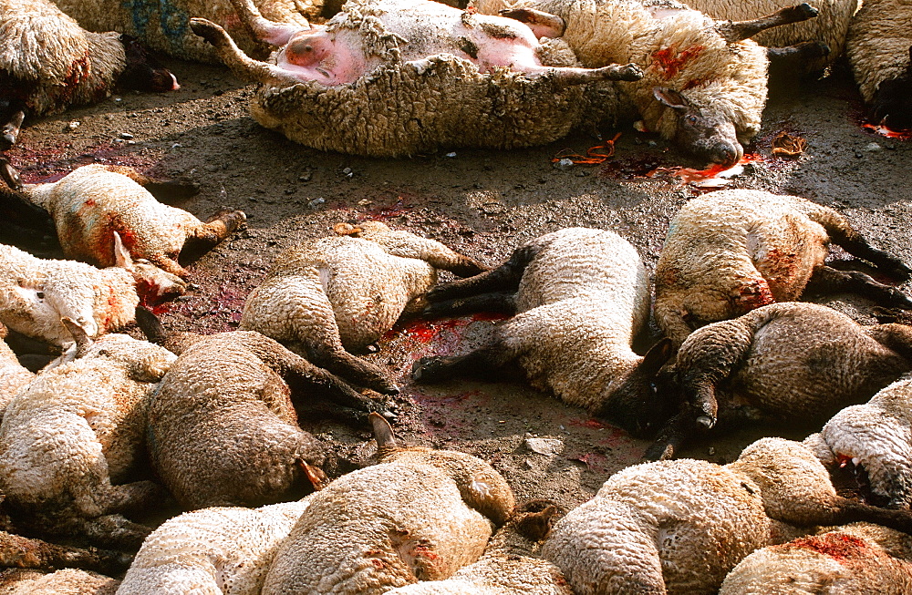 Sheep infected with foot and mouth disease culled in North Cumbria, England, United Kingdom, Europe