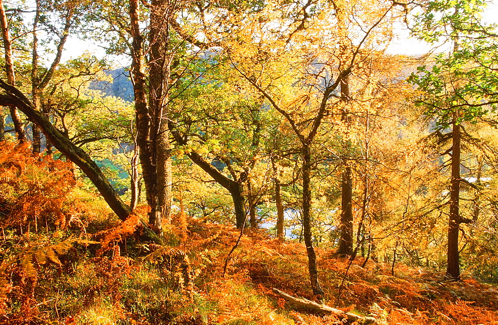 Autumn colours on the shores of Loch Tummel in Scotland, United Kingdom, Europe