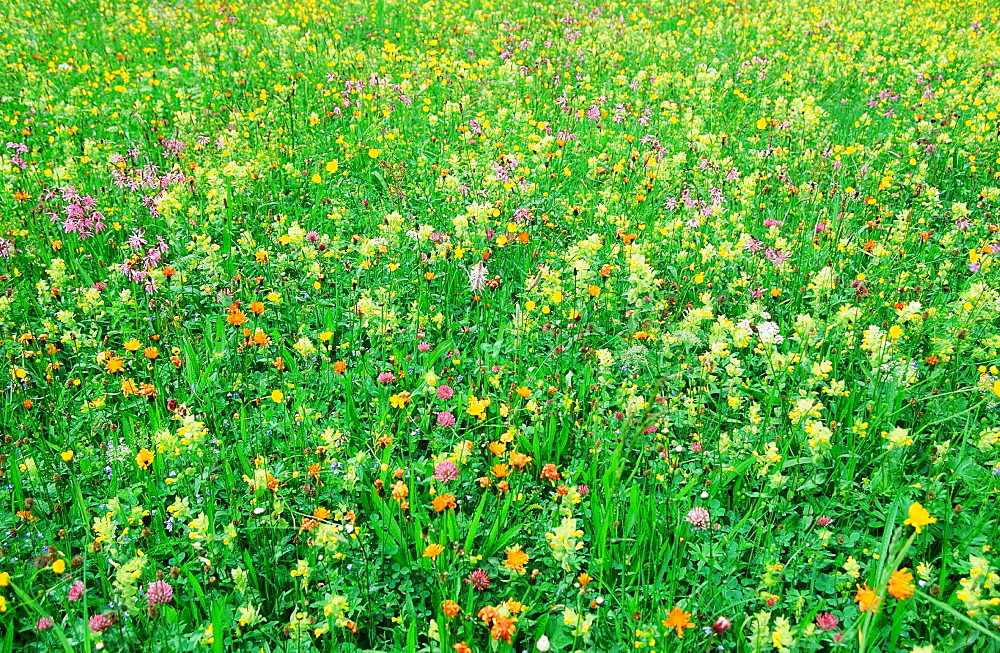 Wildflowers in Austria, Europe