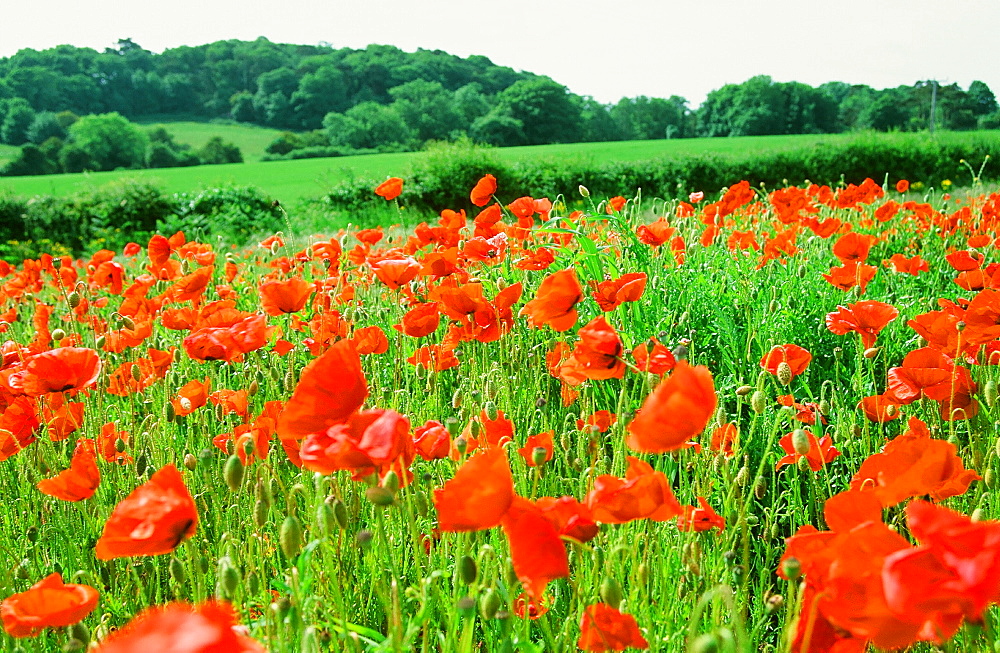 Poppies in a fallow field near Cley, Norfolk, England, United Kingdom, Europe