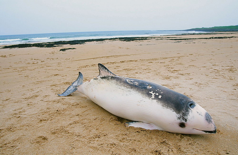 A porpoise washed up on a beach in Northumberland, England, United Kingdom, Europe