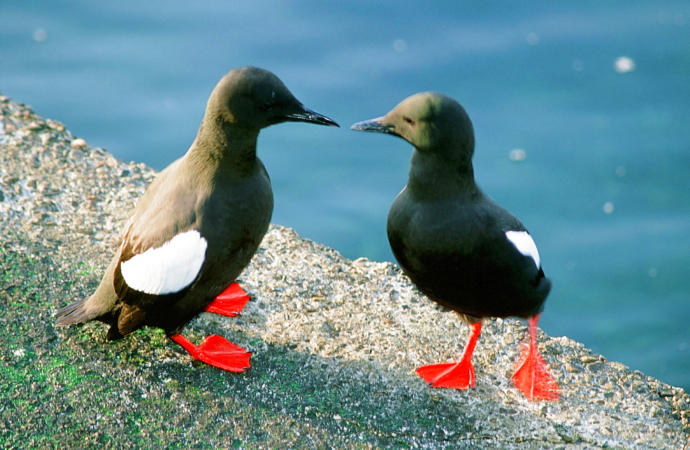 A pair of Black guillemots bonding in Oban, Scotland, United Kingdom, Europe