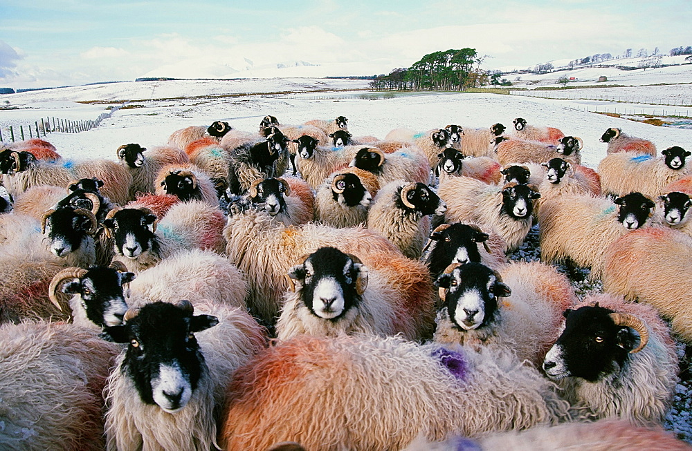 Sheep in the snow in the Lake District, Cumbria, England, United Kingdom, Europe