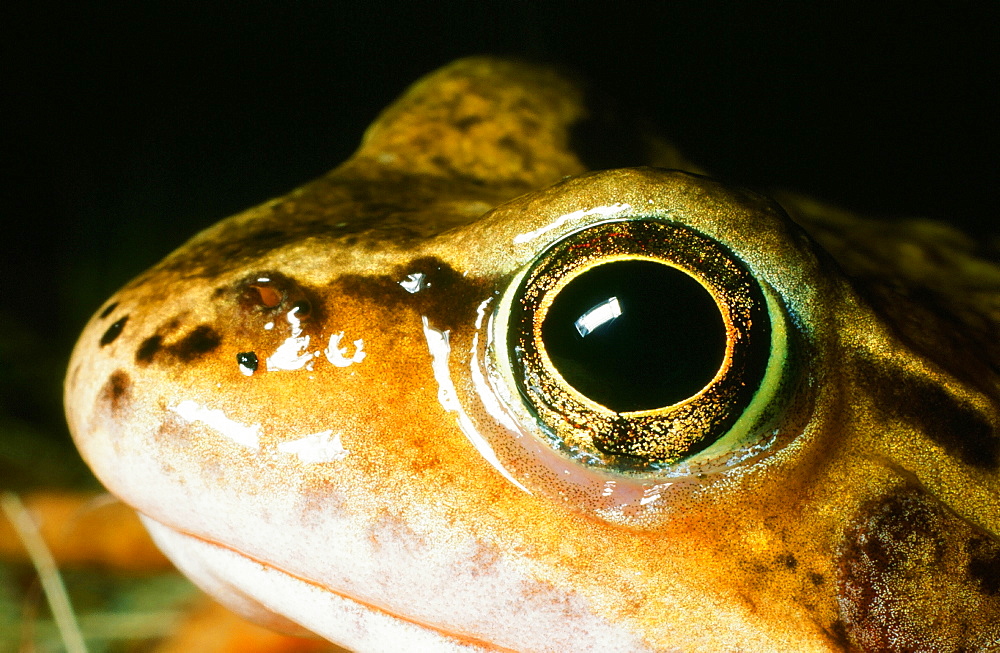 A frog, United Kingdom, Europe