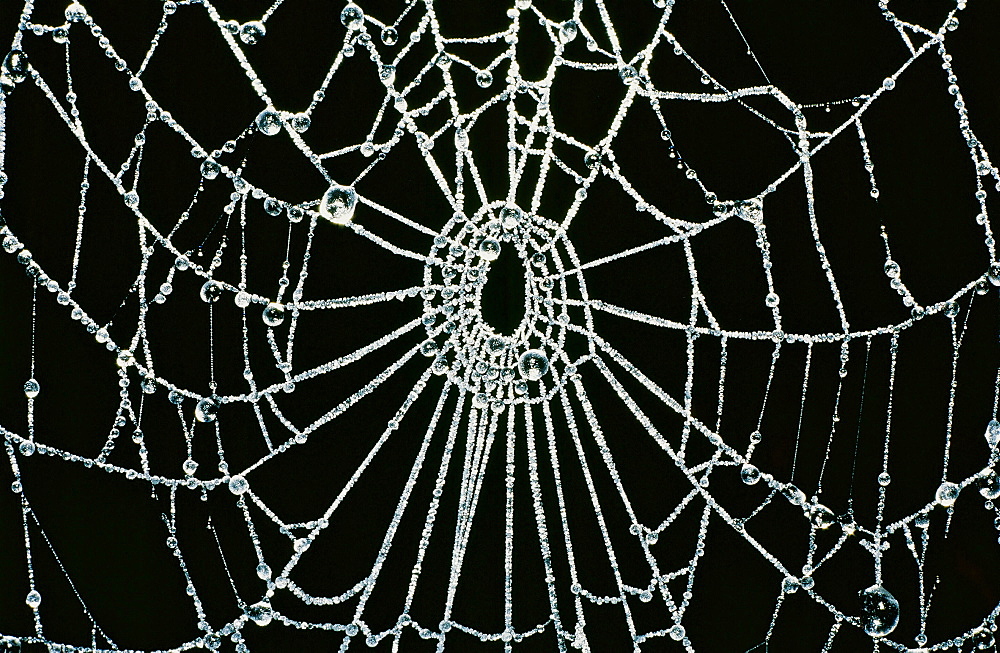 A frozen spider's web, Cumbria, England, United Kingdom, Europe