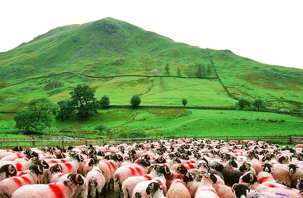 Sheep waiting to be sheared at Hartsop in the Lake District, Cumbria, England, United Kingdom, Europe