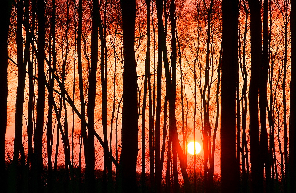 Silver birch woodland at sunset in Cumbria, England, United Kingdom, Europe