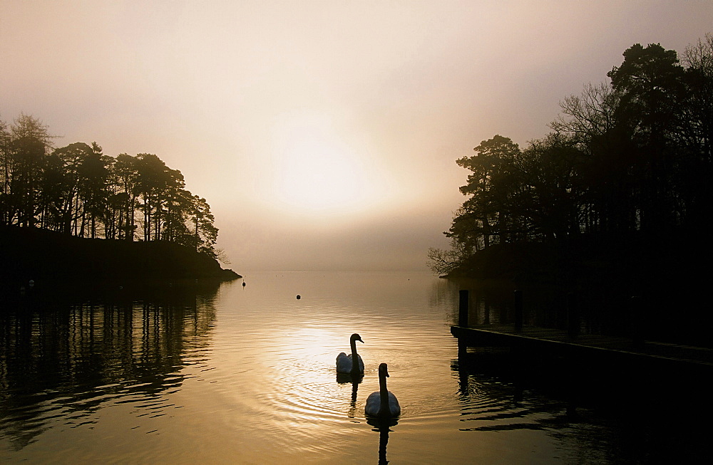 Swans on Windermere in the Lake District National Park, Cumbria, England, United Kingdom, Europe