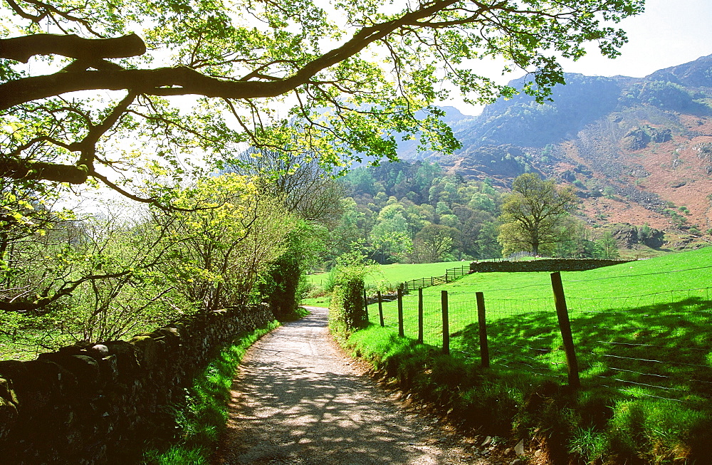 Borrowdale in the Lake District National Park, Cumbria, England, United Kingdom, Europe