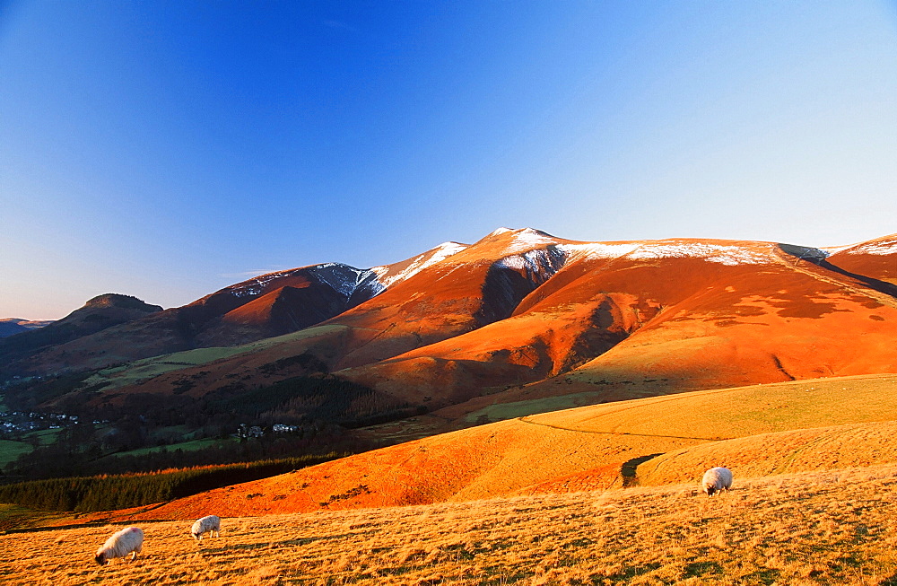 Skiddaw in autumn in the Lake District National Park, Cumbria, England, United Kingdom, Europe