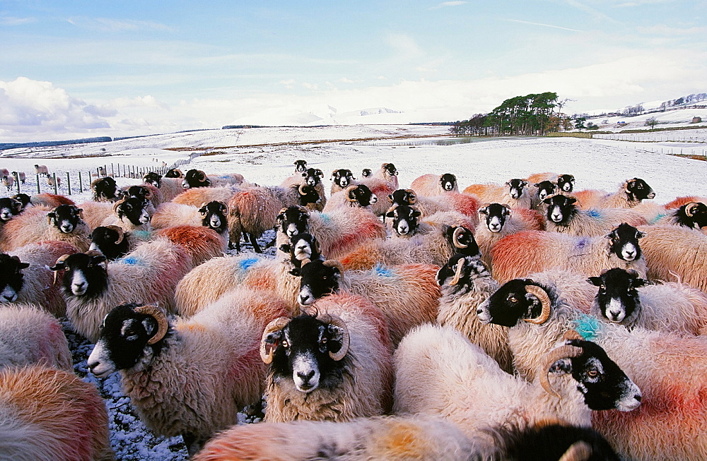 Sheep in winter snow in the Lake District, Cumbria, England, United Kingdom, Europe