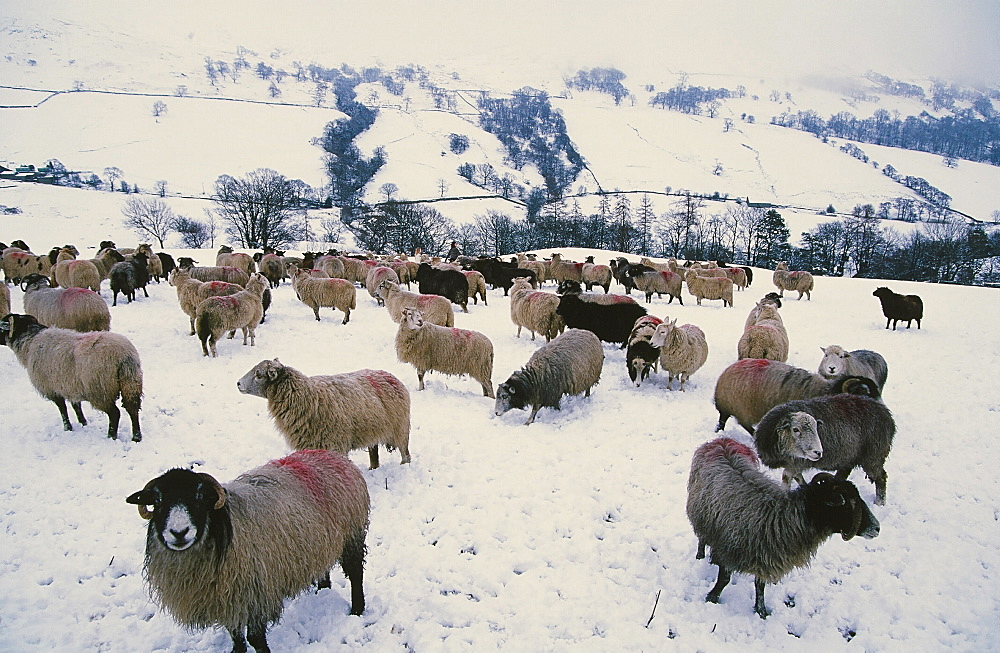 Sheep in winter snow above Ambleside in the Lake District, Cumbria, England, United Kingdom, Europe