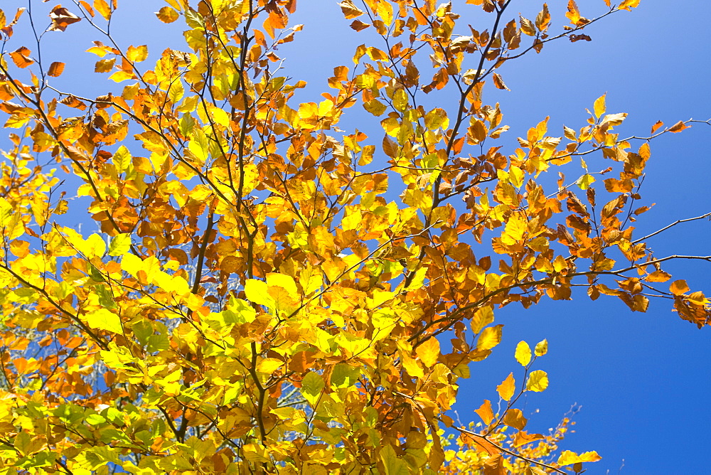 Beech leaves in autumn