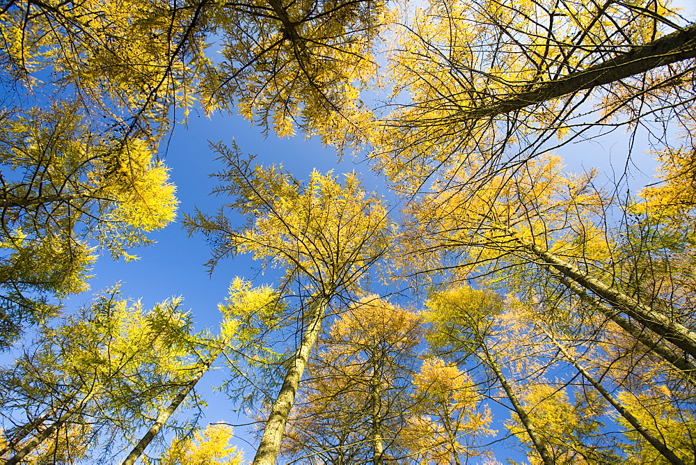 Larch trees in autumn, Lake District, Cumbria, England, United Kingdom, Europe