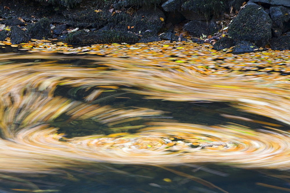 Autumn leaves swirling round on the river Rothay in Ambleside, Cumbria, England, United Kingdom, Europe