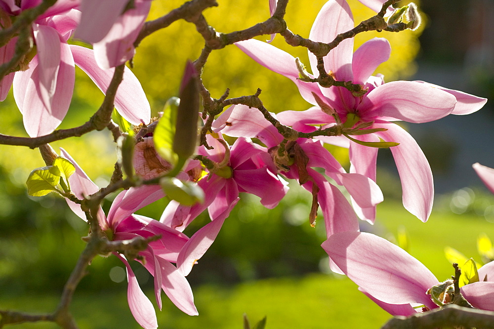 Magnolia flowers, Cumbria, England, United Kingdom, Europe