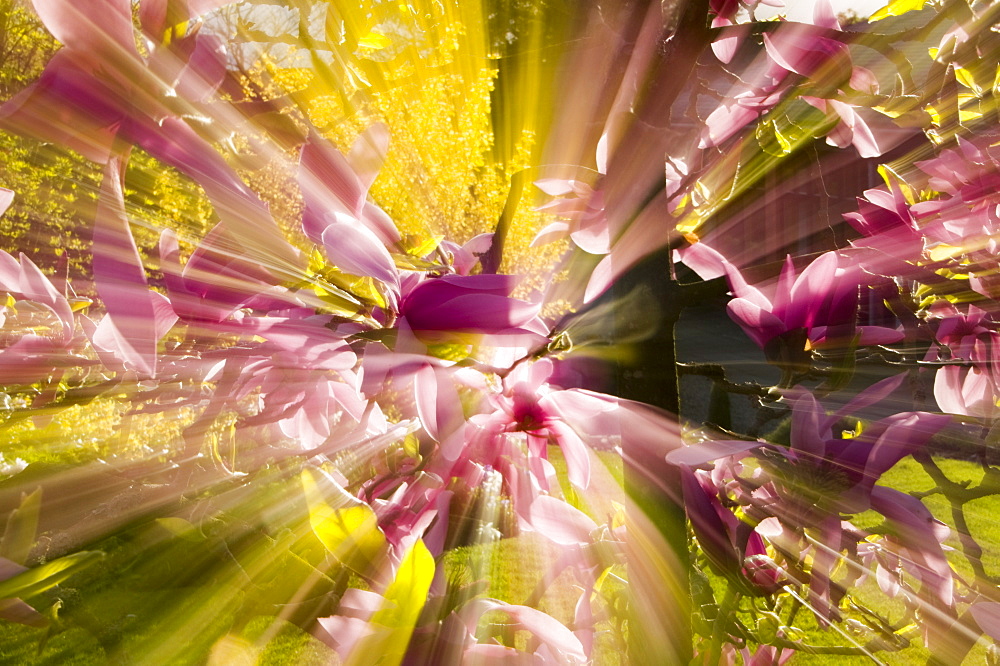 Magnolia flowers, Cumbria, England, United Kingdom, Europe