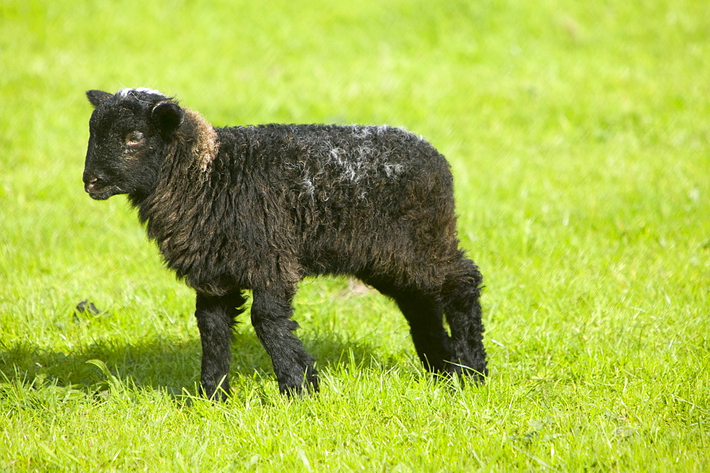 A Herdwick sheep and lamb, Lake District, Cumbria, England, United Kingdom, Europe