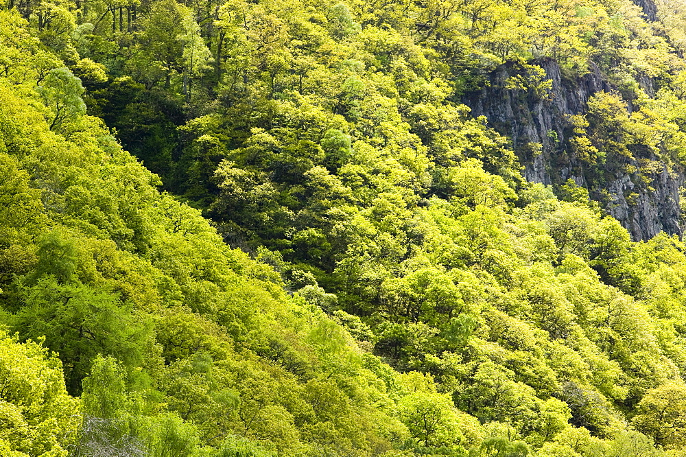 Woodland in Borrowdale, Lake District, Cumbria, England, United Kingdom, Europe