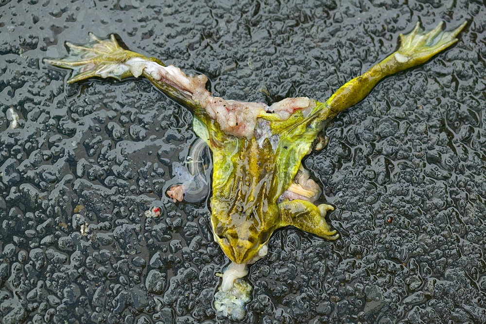 A frog flattened by a car