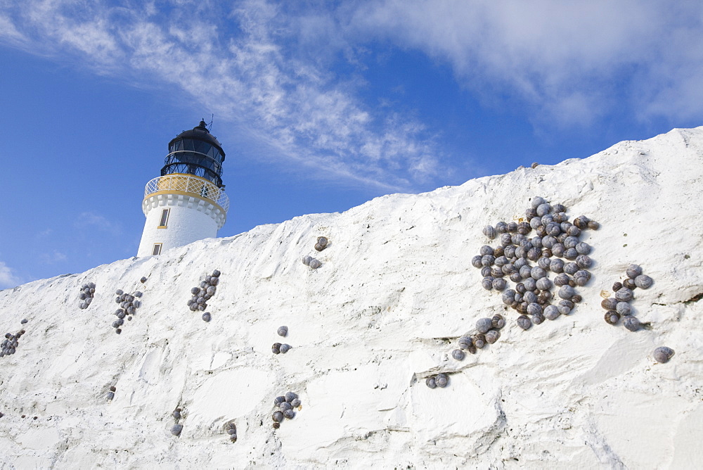 Garden snails sheltering on the perimeter wall of the Mull of Galloway lighthouse, Dumfries and Galloway, Scotland, United Kingdom, Europe