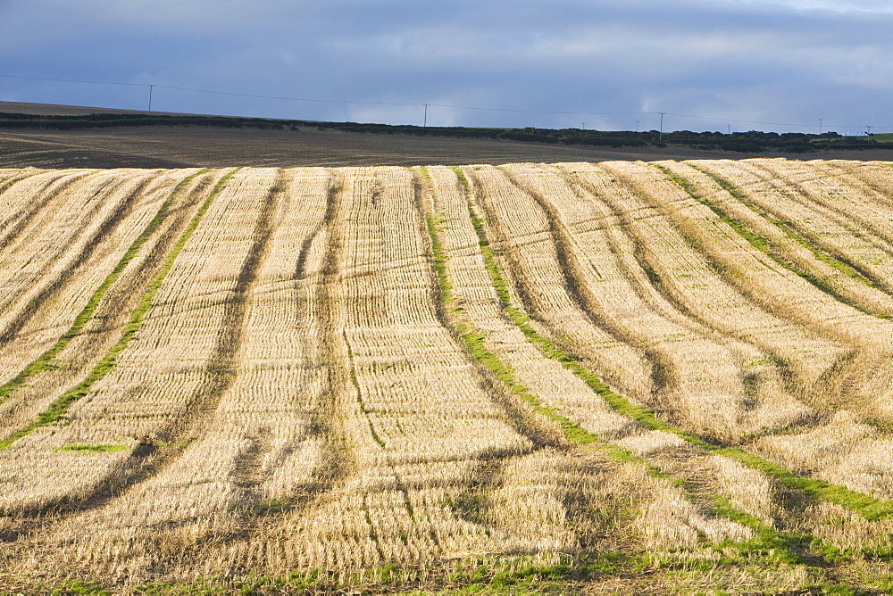 Corn stubble on the Mull of Galloway, Scotland, United Kingdom, Europe