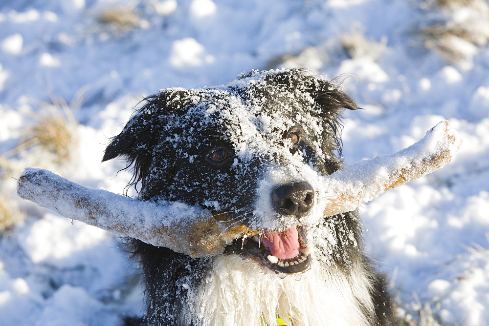 A border collie dog covered in snow and holding a stick, Cumbria, England, United Kingdom, Europe