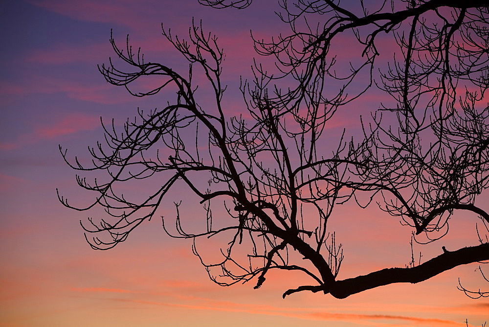 Tree branches with a sunset behind near Windermere, Lake District, Cumbria, England, United Kingdom, Europe