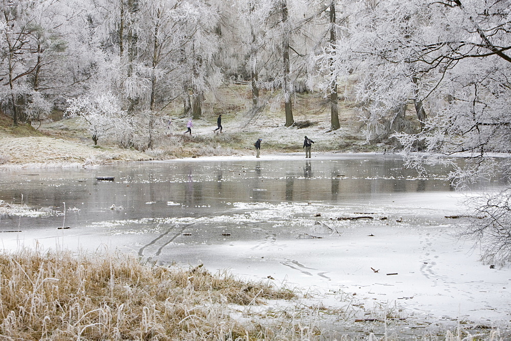 Hoar frost on vegetation and a frozen Tarn Hows in the Lake District National Park, Cumbria, England, United Kingdom, Europe