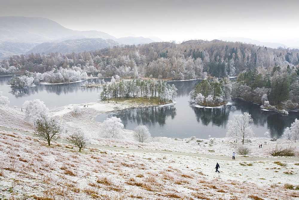 Hoar frost on vegetation and a frozen Tarn Hows in the Lake District National Park, Cumbria, England, United Kingdom, Europe