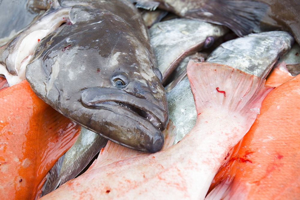 Fish caught off Ilulissat in Greenland, Polar Regions