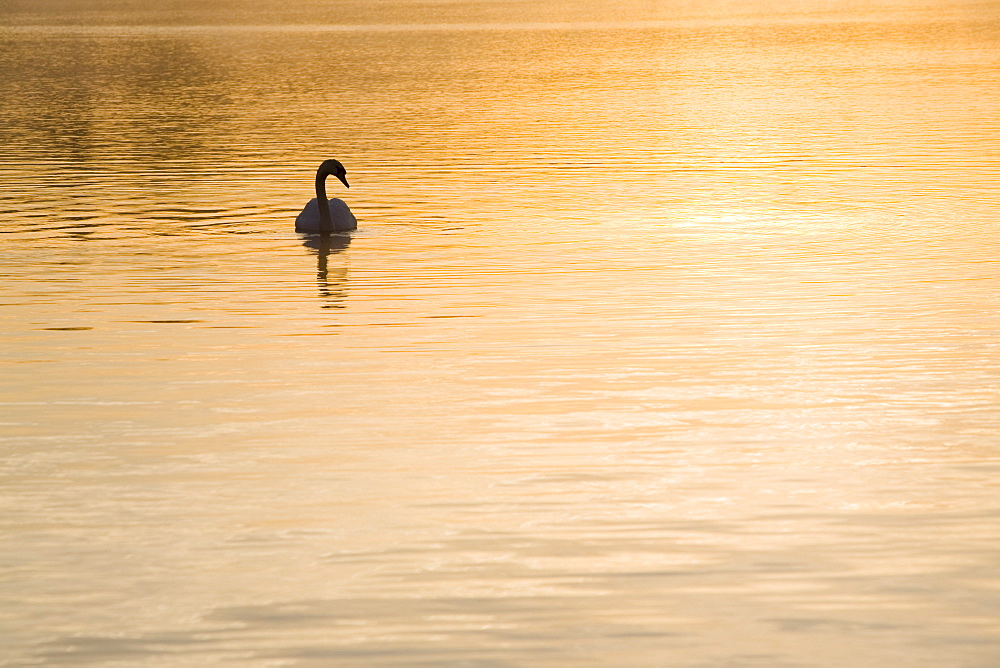 A swan on Lake Windermere at dawn near Ambleside, Lake District National Park, Cumbria, England, United Kingdom, Europe