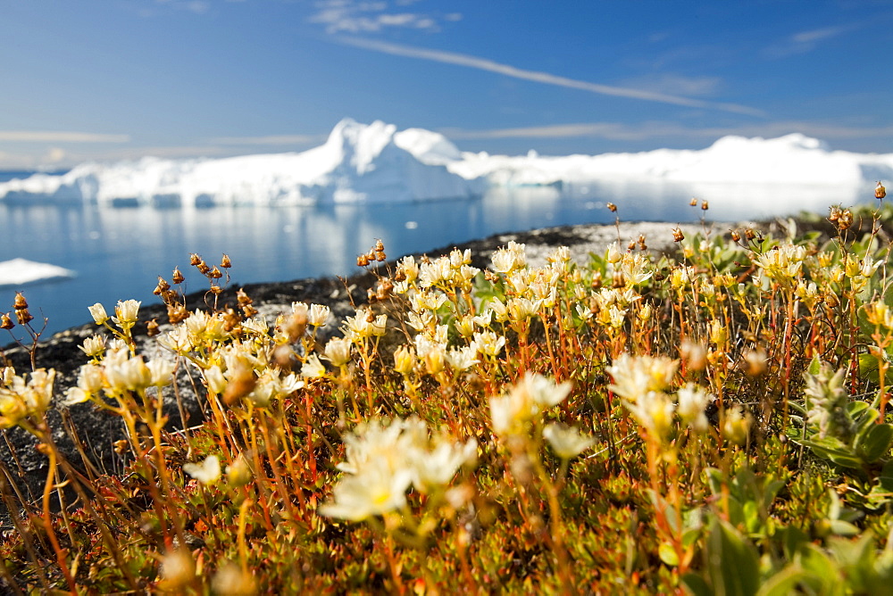 Arctic flowers and icebergs from the Jacobshavn glacier (Sermeq Kujalleq), Greenland, Polar Regions