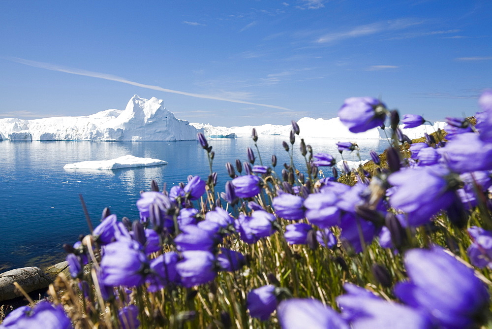 Arctic flowers and icebergs from the Jacobshavn glacier (Sermeq Kujalleq), Greenland, Polar Regions