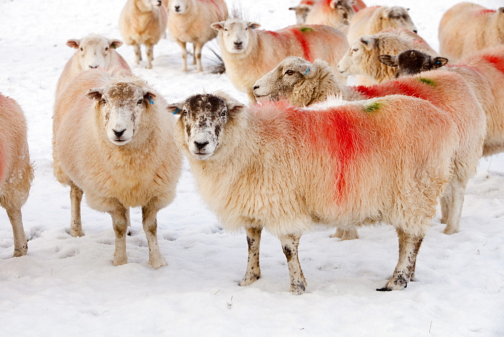 Sheep in a field in Grasmere in the Lake District National Park, Cumbria, England, United Kingdom, Europe