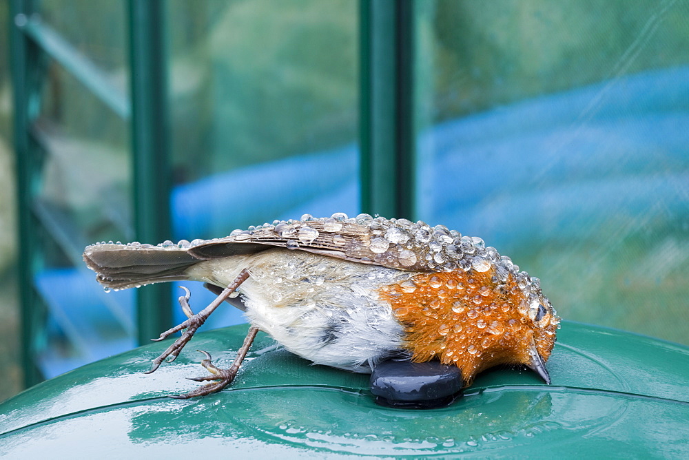 A European Robin killed by flying into a greenhouse glass panel, England, United Kingdom, Europe