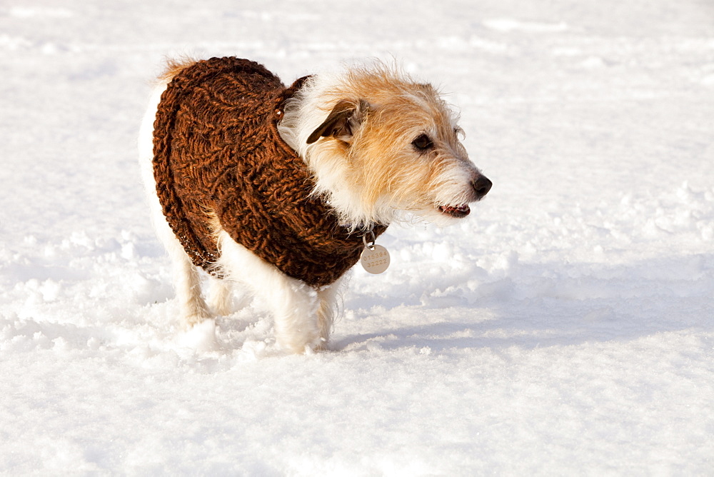 A dog playing in the snow in Ambleside,Cumbria, England, United Kingdom, Europe