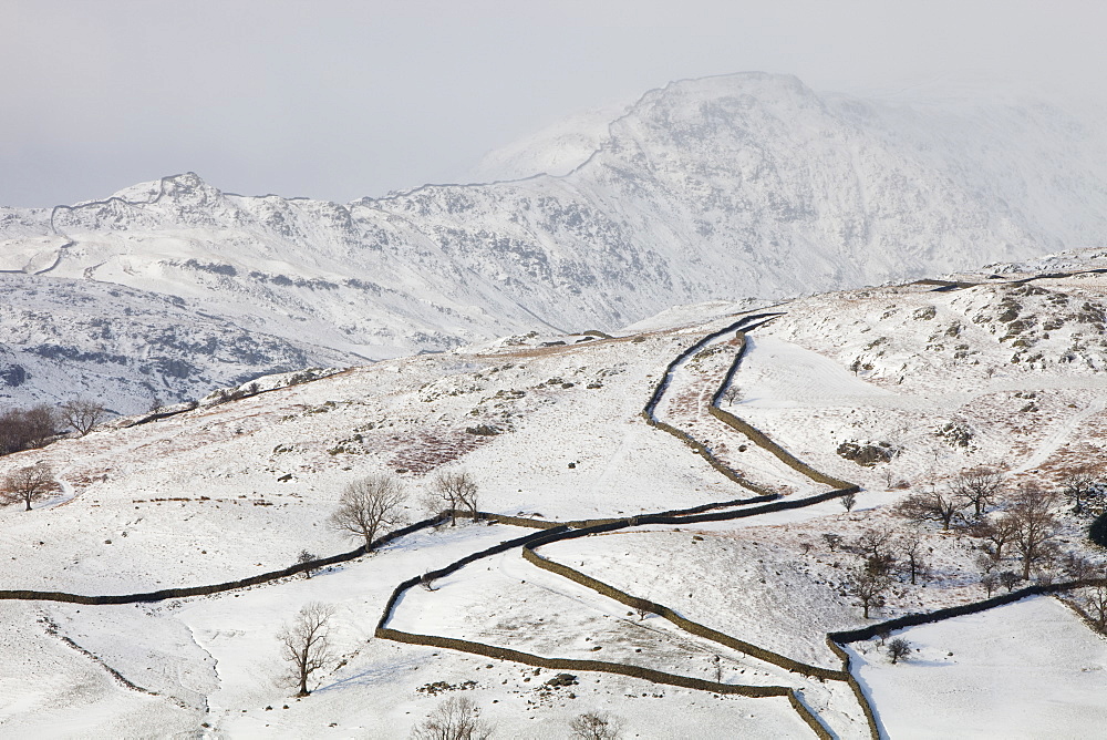 Drystone walls on Red Screes in the Lake District National Park, Cumbria, England, United Kingdom, Europe