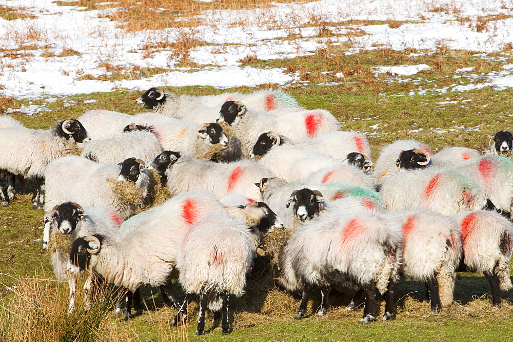 Sheep in winter snow on Kirkstone Pass near Ambleside in the Lake District National Park, Cumbria, England, United Kingdom, Europe