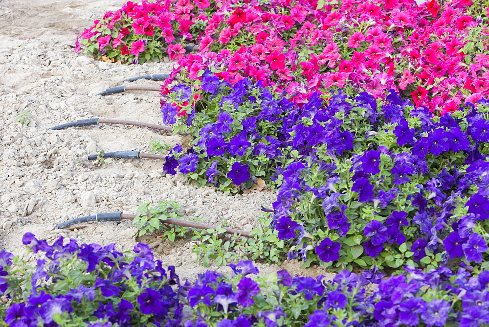 A flower bed in Dubai with a watering system installed, United Arab Emirates, Middle East