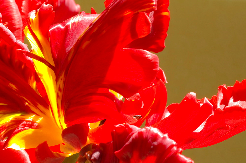 Red Parrot tulips