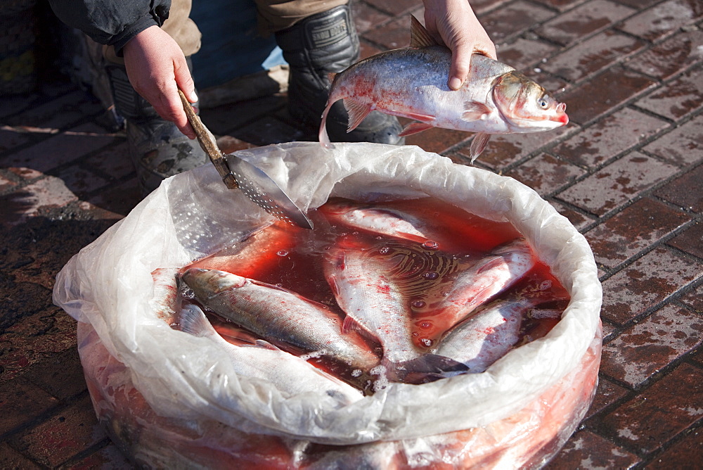 A fish seller on the streets of Suihua in Heilongjiang Province, Northern China, Asia