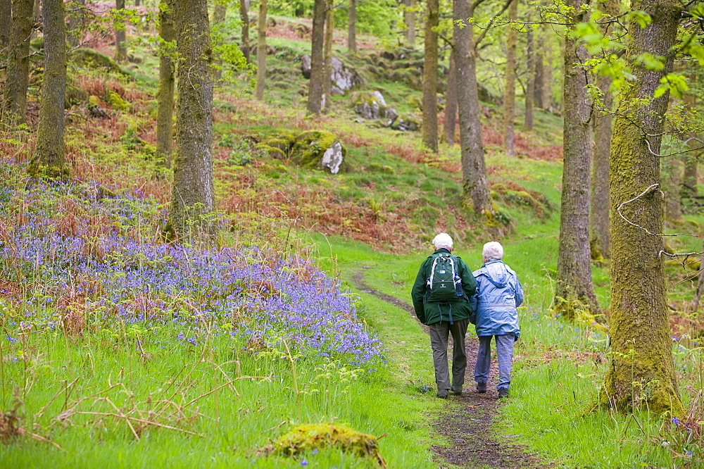 An elderly couple walking through a bluebell wood on the shores of Coniston Water, Lake District, Cumbria, England, United Kingdom, Europe