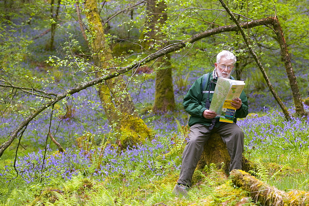 A man reading a map in bluebell woodland near Coniston, Lake District, Cumbria, England, United Kingdom, Europe