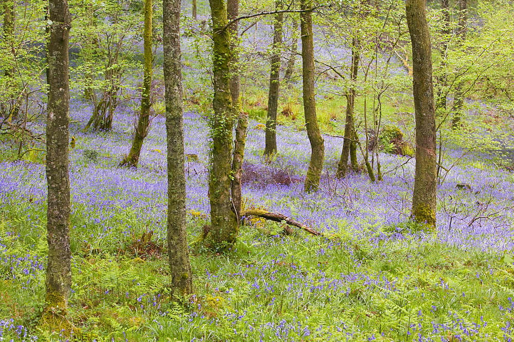 Bluebell woodland near Coniston, Lake District, Cumbria, England, United Kingdom, Europe