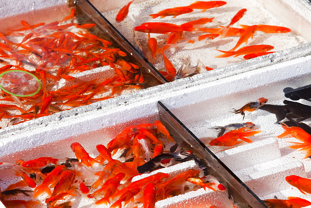 Goldfish for sale on the street in Suihua, Heilongjiang, China, Asia