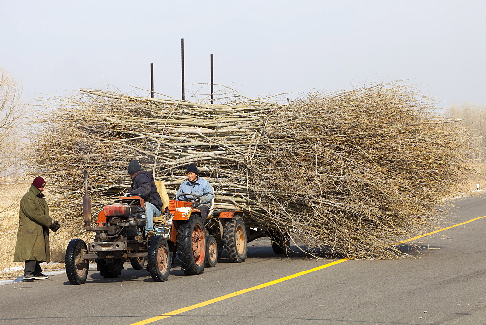 Chinese farmers haul a huge wide load of wood using a tiny tractor in Heilongjiang province, Northern China, Asia