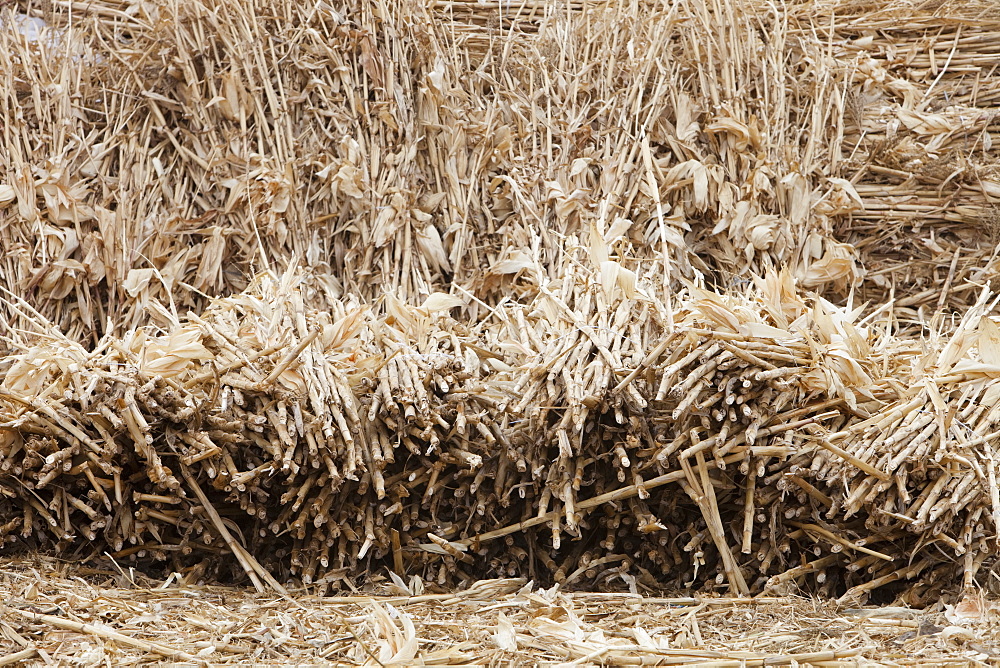 In Northern China once corn has been harvested the stalks are dried and collected for use as the main fuel by peasant farmers for cooking and heating, China, Asia